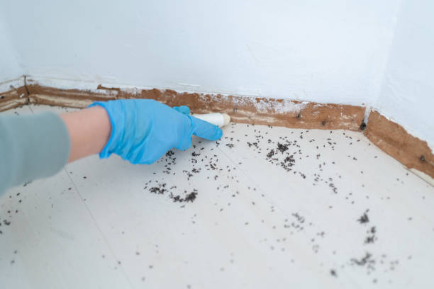 Best Termite Control Services  in Belle Mead, NJ